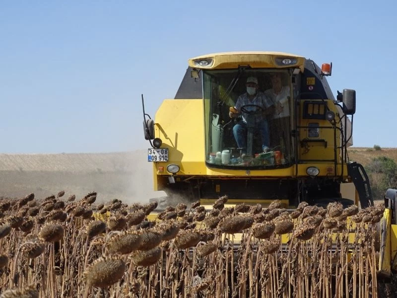 Ayçiçeğinde dane kaybı kontrolü
