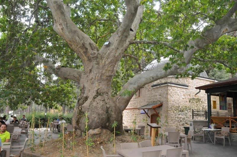 Akşehir’deki tescilli anıt ağaçların tabelaları takıldı
