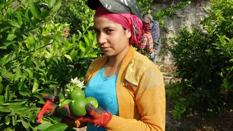 Limon diyarında hasat besmele ile başladı
