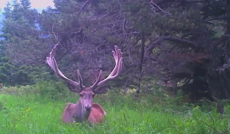 Foto kopanlar Alageyik ve Kızıl Geyik görüntüledi
