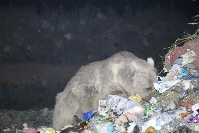 Boz ayılar yiyecek ararken görüntülendi
