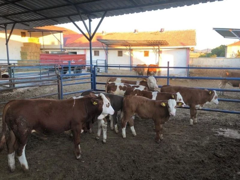Suni tohumlamayla etçi melezi buzağılar yetiştiriliyor
