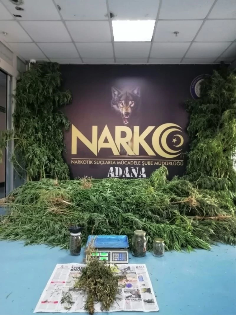 Askıda kenevir kurutan zanlının “şeker hastasıyım kaynatıp suyunu içtim” bahanesi
