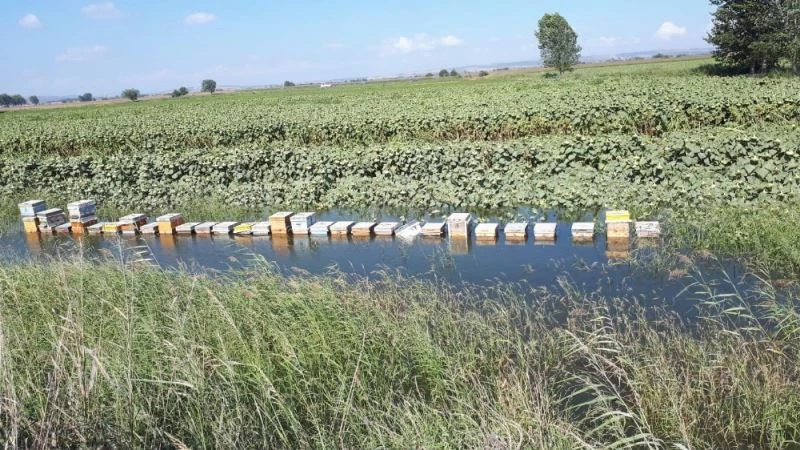 Tarladaki kovanları su bastı, arıcının hasat etmeye hazırlandığı ballar ziyan oldu

