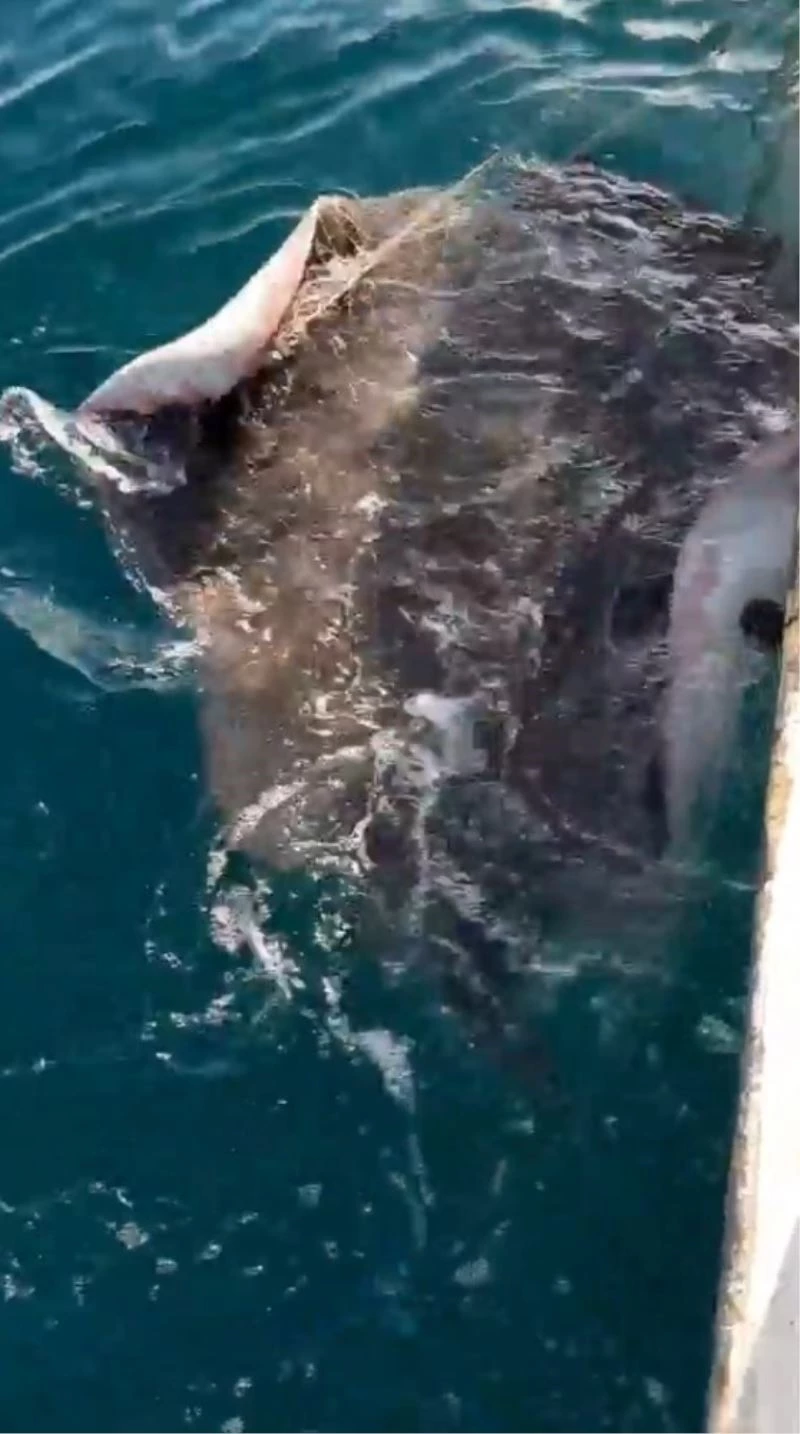 Antalya’da balıkçıların ağına dev vatoz balığı takıldı
