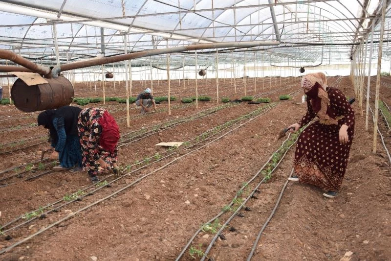 Domatesler, 30 bin dekar alanda toprakla buluşuyor
