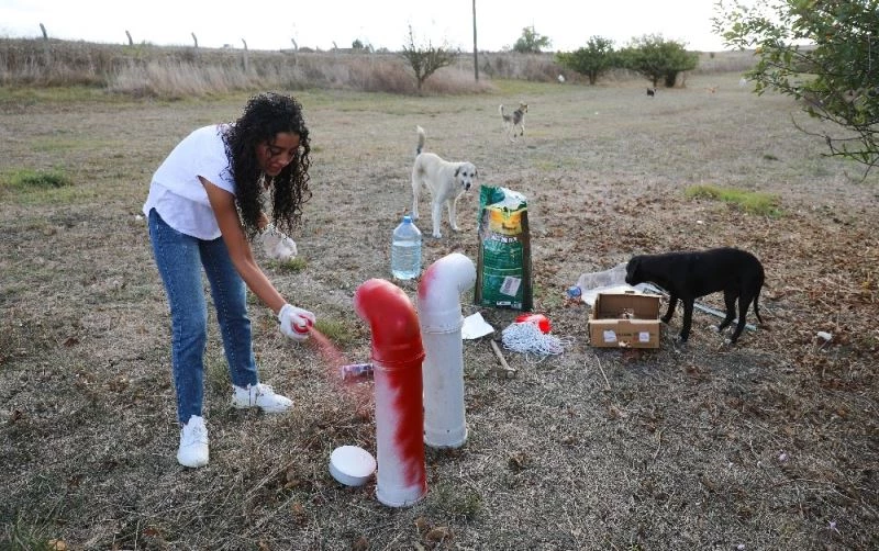 THY’nin gönüllü kabin memurundan sokak hayvanlarına yardım eli
