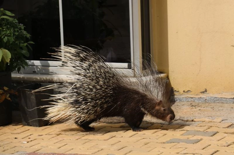 Mahallede oklu kirpi paniği
