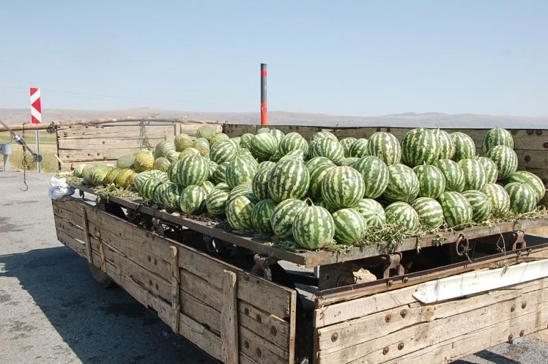 Tarladaki karpuzu dolu vurdu
