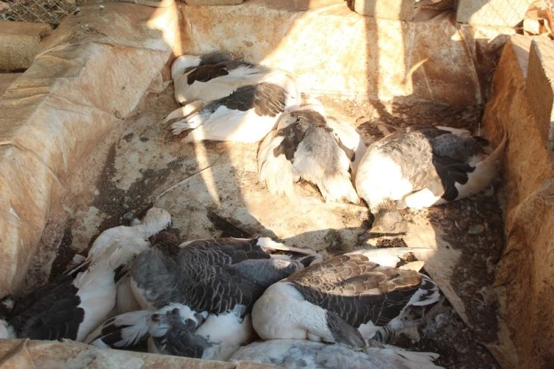 Kümes hayvanlarının telef olduğu çiftlikte yürek sızlatan görüntüler
