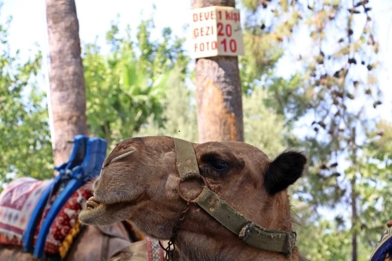 İndi bindi ücreti ticari taksiden daha pahalı
