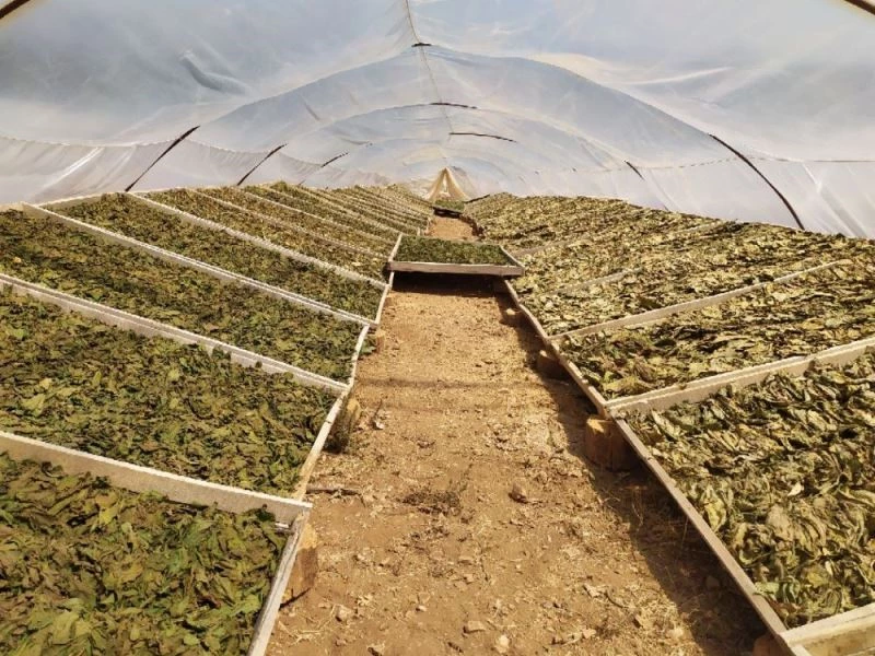 Tek tek dizilen tütünde yeni sistem ‘elek’
