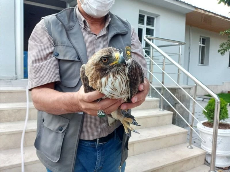 Yaralı paçalı şahin tedavi edilecek
