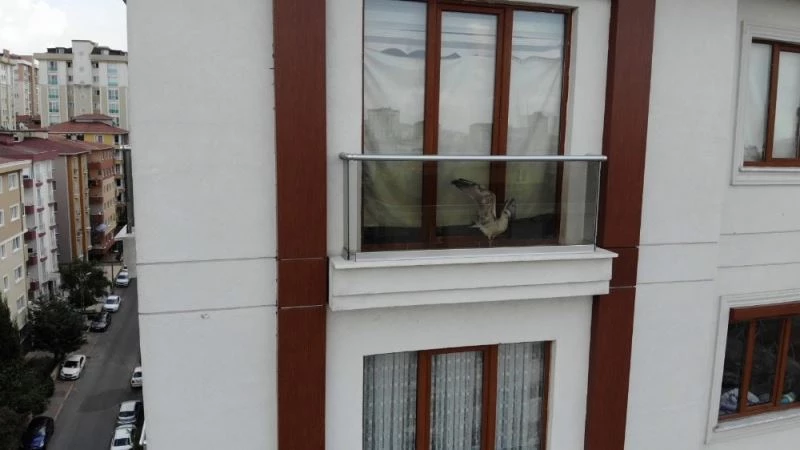 (Özel) Sorumsuz ev sahibinin ölüme terk ettiği martı, 6 saatlik kurtarma operasyonu ile özgürlüğüne kavuştu
