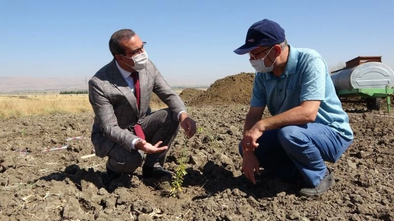 (Özel) MŞÜ’de ’Goji Berry’ yetiştiriciliği
