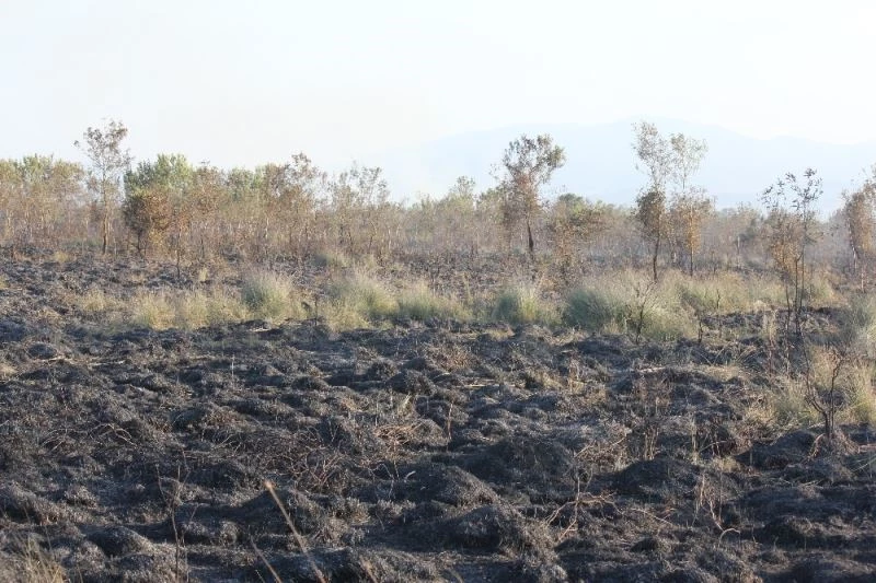 Kuş cennetinde çıkan yangın kontrol altına alındı
