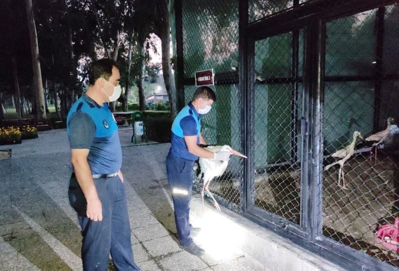 Yaralı leyleğe zabıta sahip çıktı
