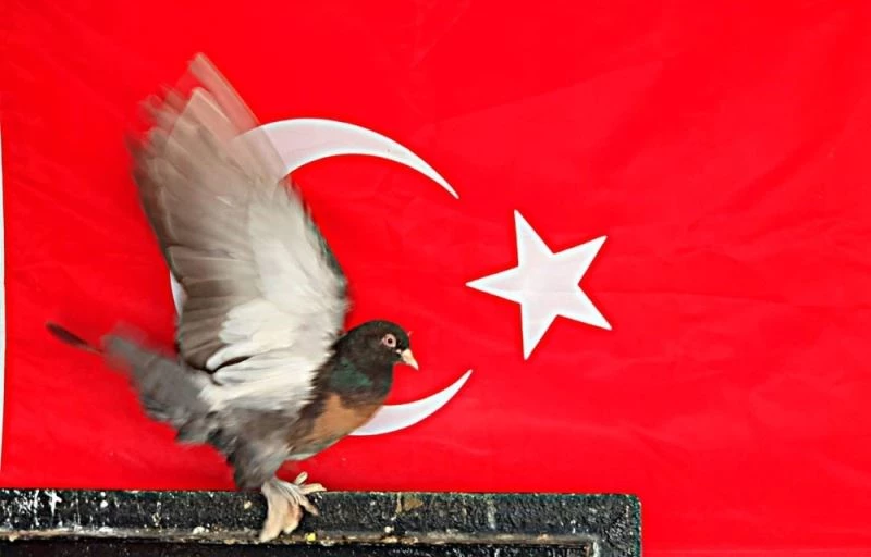 250 bin liralık güvercinlerine gözü gibi bakıyor
