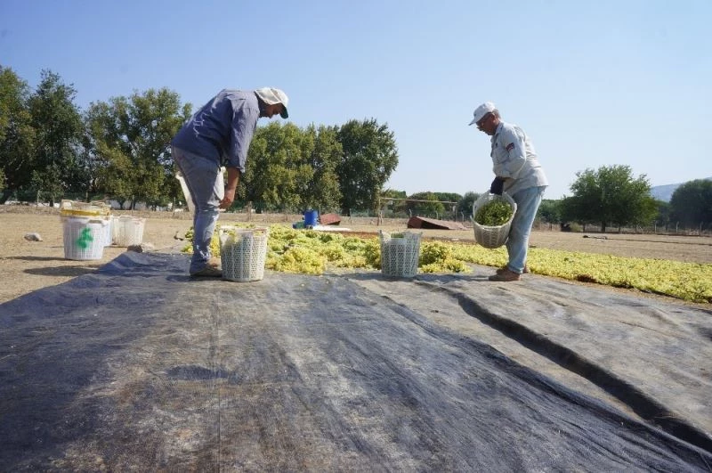 Sarıgöl’de kurutmalık üzümler serilmeye başlandı
