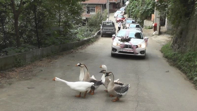 Rize’de düğün konvoyunun önünü bu kez ’Kazlar’ kesti
