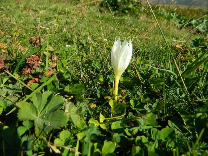 Urema Yaylası doğal güzelliğini koruyor
