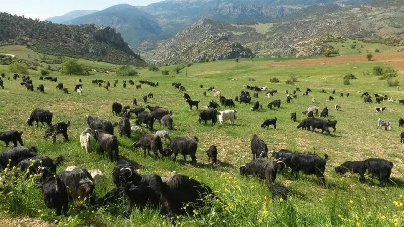 Akdoğan: “Keçi üretiminde Türkiye birincisiyiz”
