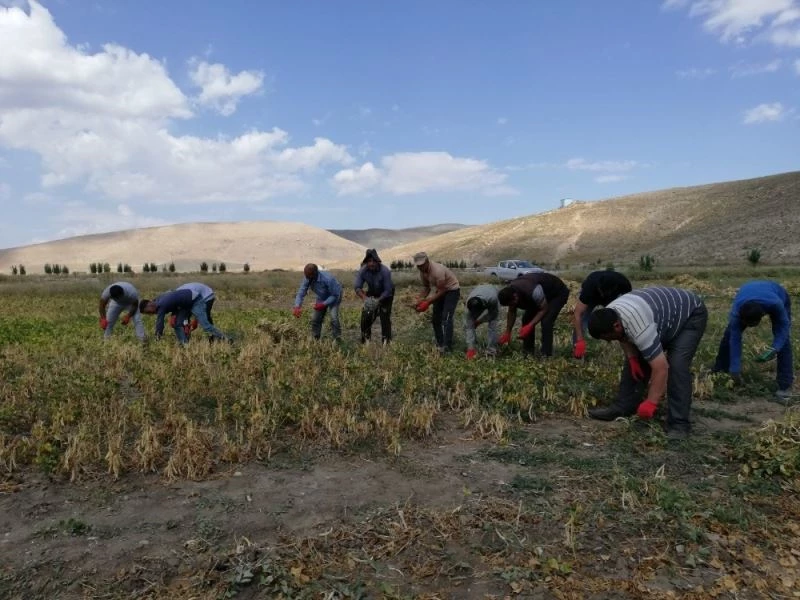 Çaldıran Belediyesinin ektiği fasulyenin hasadına başlandı
