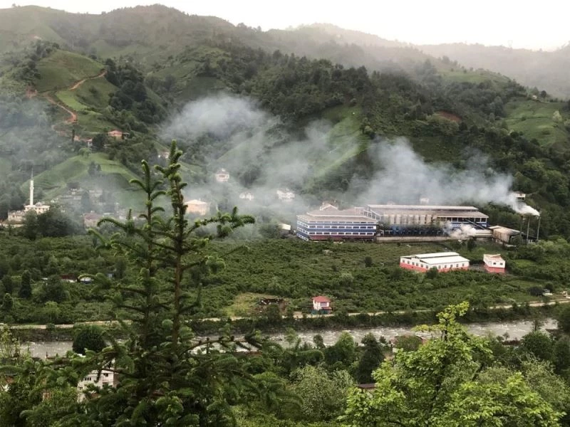 Tarım ve Orman Bakanlığının ifşası çaydaki boyayı ortaya çıkardı