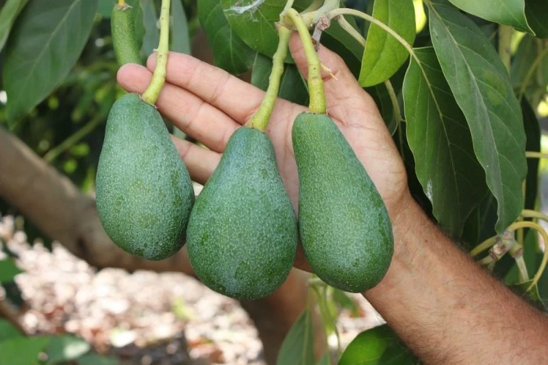 Avokado toplandığı gün ihracat yolculuğuna çıkıyor

