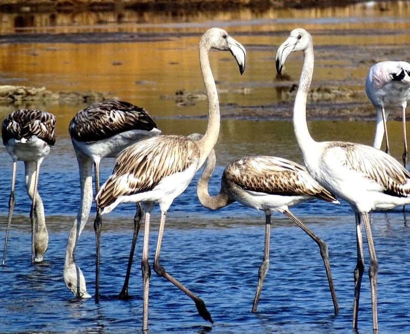 Pek çok kuş ve bitki türünü barındıran Alaçatı Sulak Alanına bilgilendirme panoları
