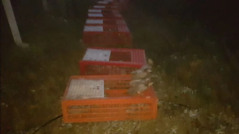 Bursa’da tabiata bin sülün salındı
