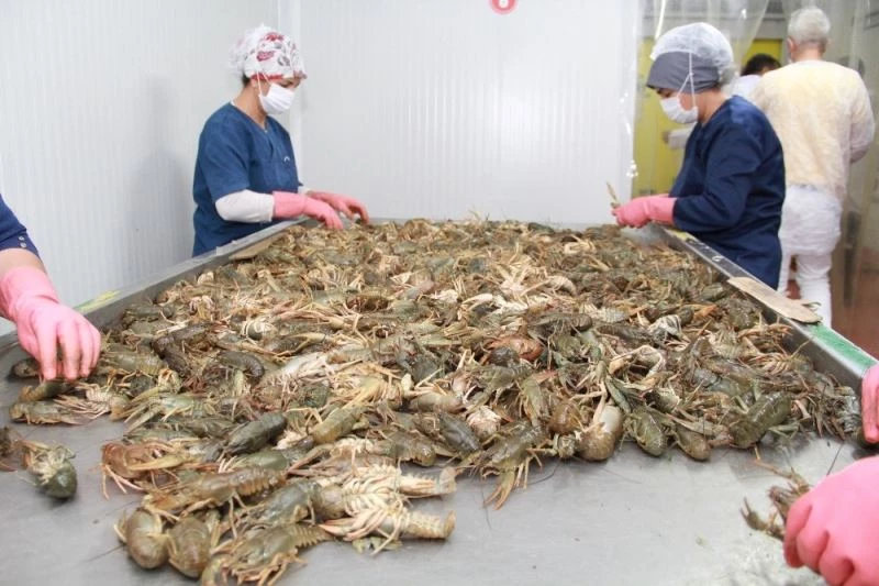 Kerevit 9 ülkeye ihraç ediliyor
