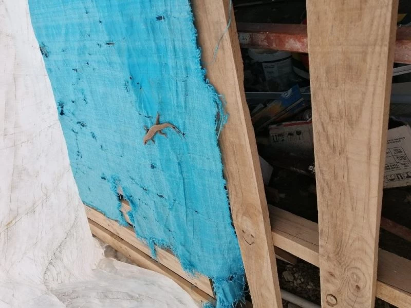 Şırnak’ta çift kuyruklu benekli kertenkele görüntülendi
