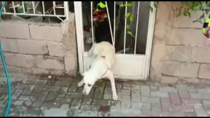 Demir parmaklıklara sıkışan köpeğin yardımına itfaiye koştu
