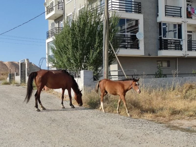 Başıboş atlara çözüm bulunamıyor

