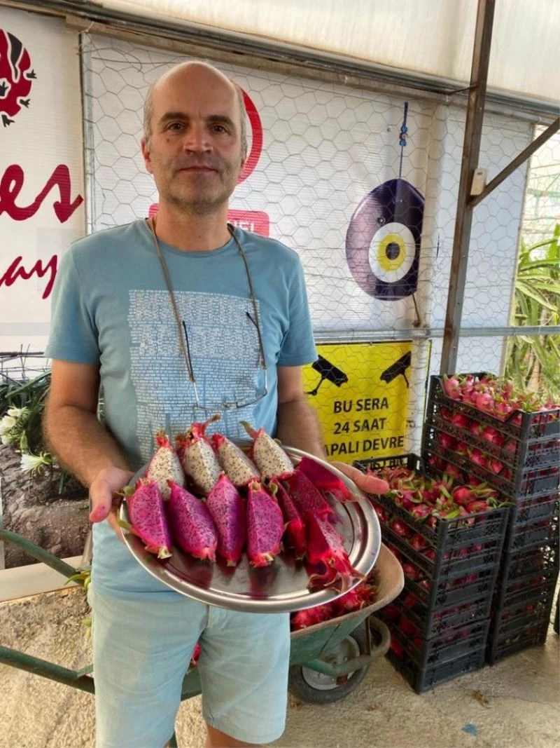 Tropikal meyvenin yeni gözdesi Aksu
