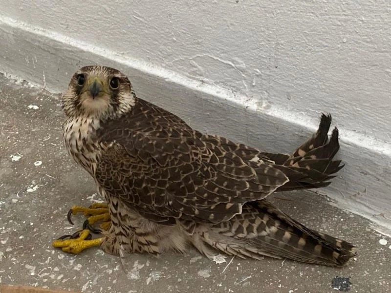 Yaralı Kerkeneze jandarma sahip çıktı
