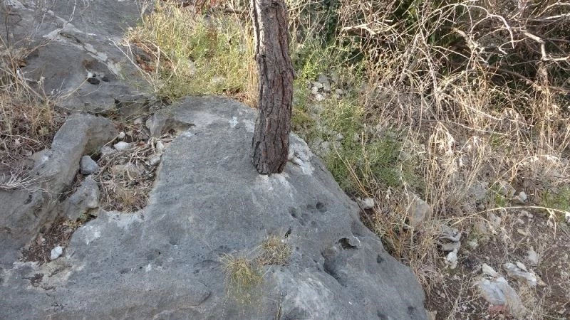 Kayada hayat bulan ağaçlar korumaya alındı
