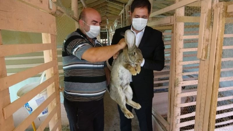 MHP’li Bulut ‘Velikan’ cinsi tavşanların üretim yapıldığı çiftliği gezerek bilgi aldı
