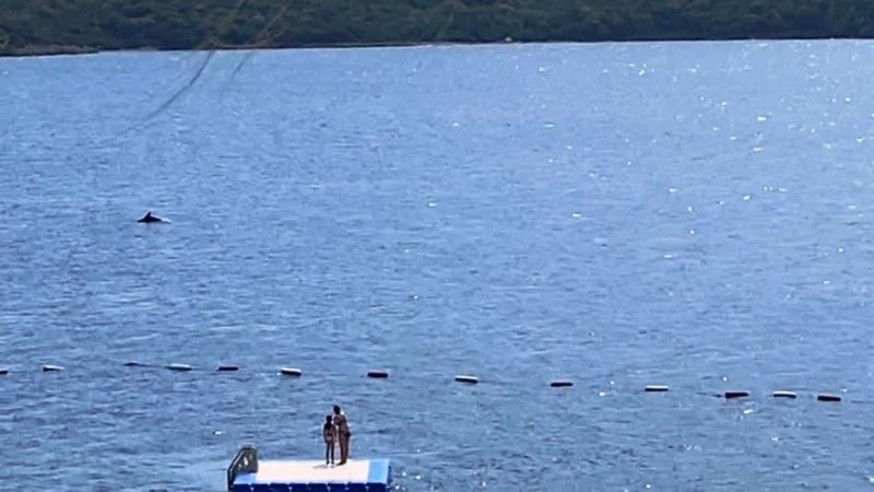 Bodrum’da yunuslardan görsel şölen
