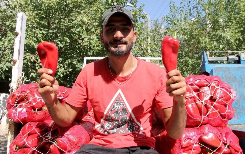 Şarkı söyleyerek sokak sokak salçalık biber satıyor
