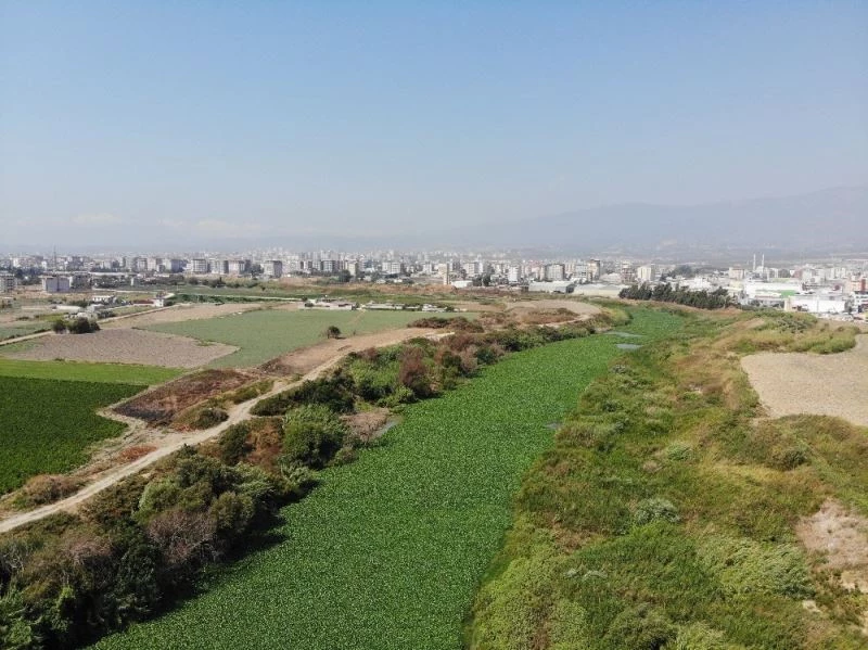 Su sümbülleri Asi Nehri’ni yeniden istila etti

