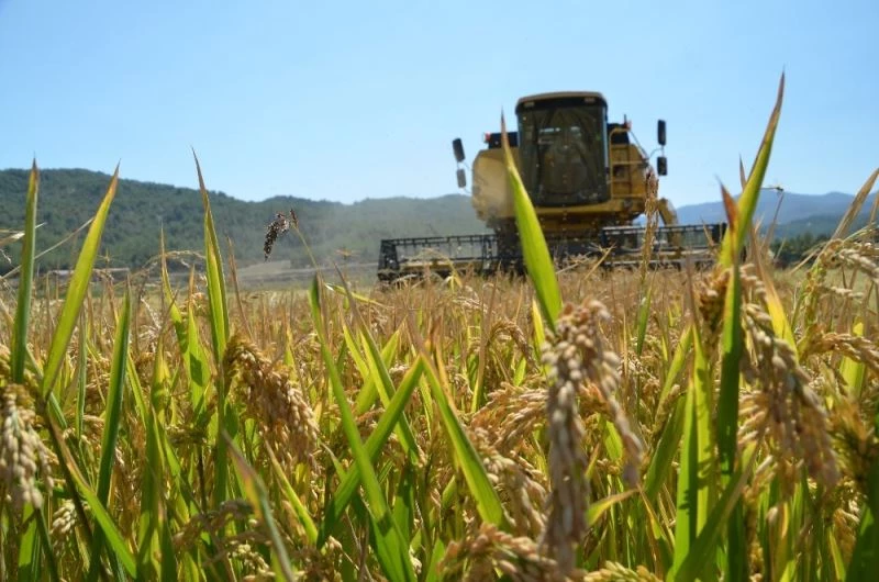 Beyaz altının sofralara uzanan yolculuğu başladı
