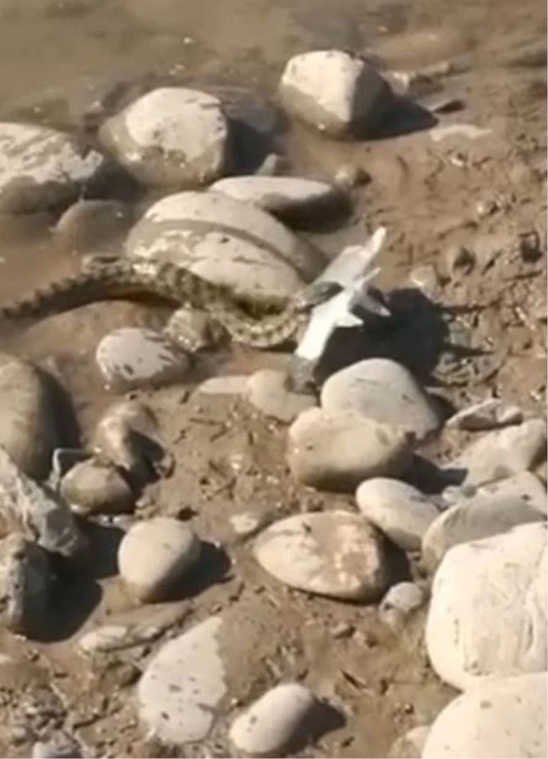 Turna balığını avlayan yılan görüntülendi
