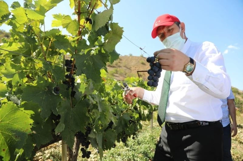 Eline makası alan Vali üzüm hasadı yaptı
