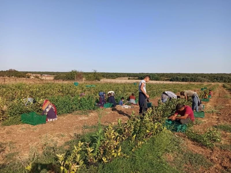 Kanseri önleyici süper meyve aronianın hasadı başladı
