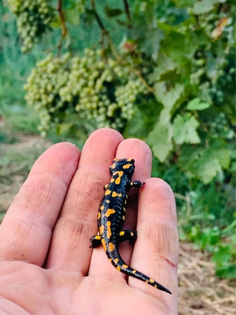 Batman’da benekli Anadolu semenderi görüntülendi
