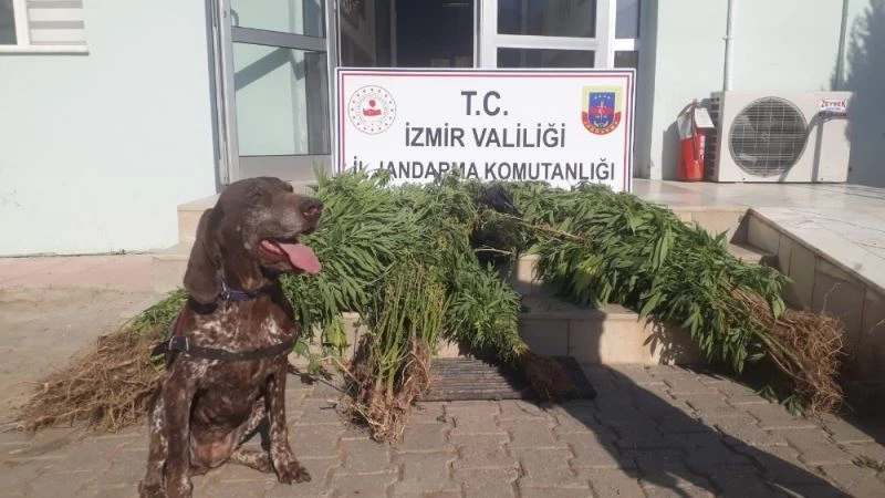 Narkotik köpek timiyle uyuşturucu operasyonu
