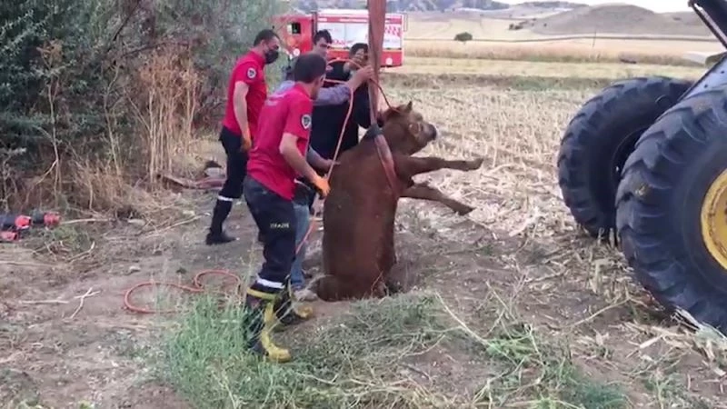 Kırıkkale’de kuyuya düşen düve kepçeyle çıkarıldı
