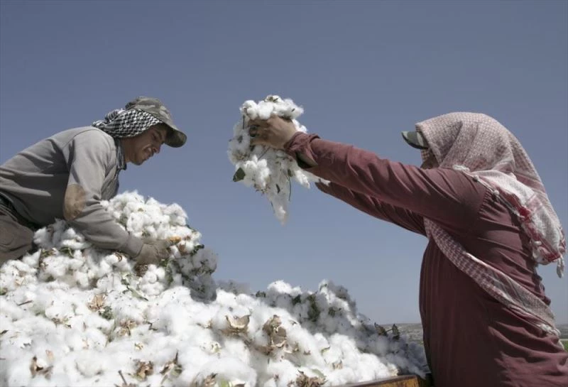 Sınırın sıfır noktasında pamuk hasadı başladı